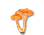 champi_2