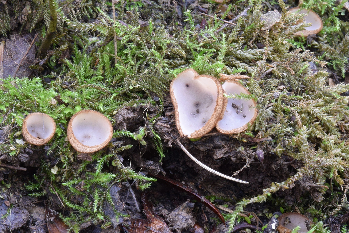 Humaria hemisphaerica