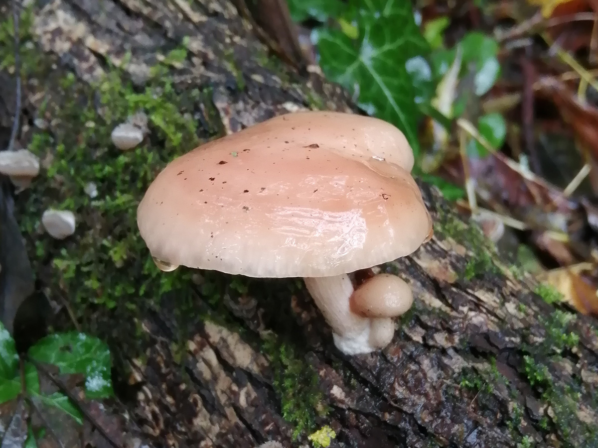 Rhodotus palmatus
