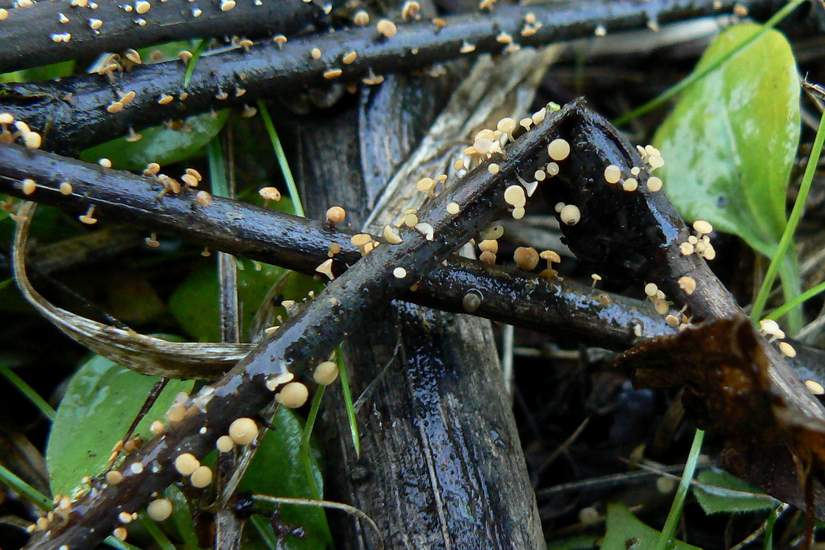 Hymenoscyphus scutula